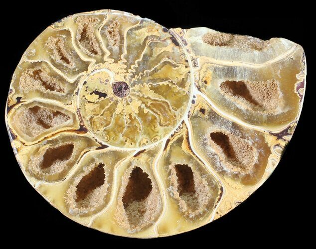Sliced, Agatized Ammonite Fossil (Half) - Jurassic #54059